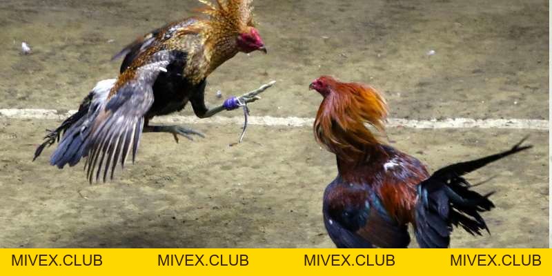 Đá gà Tobet88 - Luật chơi và những kinh nghiệm từ chuyên gia