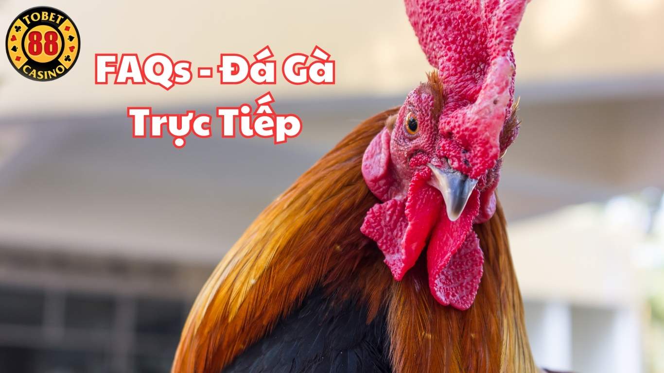 Tobet88 - Đá Gà Trực Tiếp Thomo Trải Nghiệm Đầy Hấp Dẫn #1 Tobet88 - Đá Gà Trực Tiếp Thomo Trải Nghiệm Đầy Hấp Dẫn #1