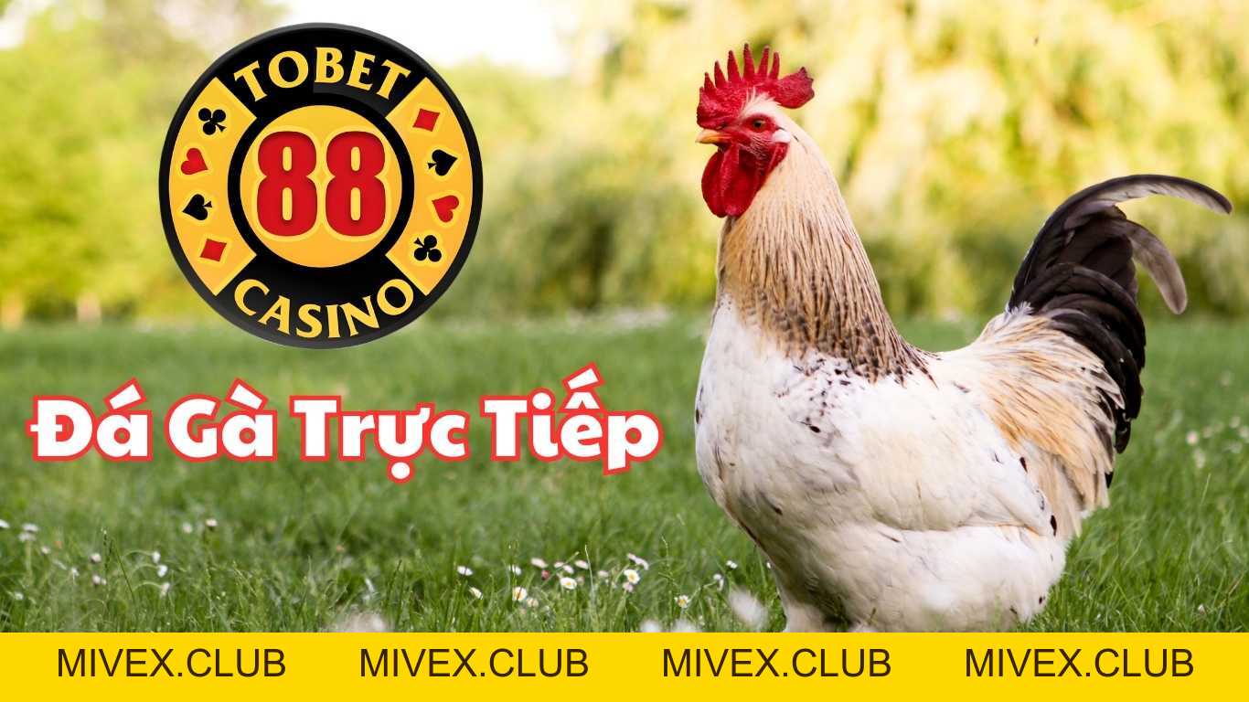 Tobet88 - Đá Gà Trực Tiếp Thomo Trải Nghiệm Đầy Hấp Dẫn #1 Tobet88 - Đá Gà Trực Tiếp Thomo Trải Nghiệm Đầy Hấp Dẫn #1