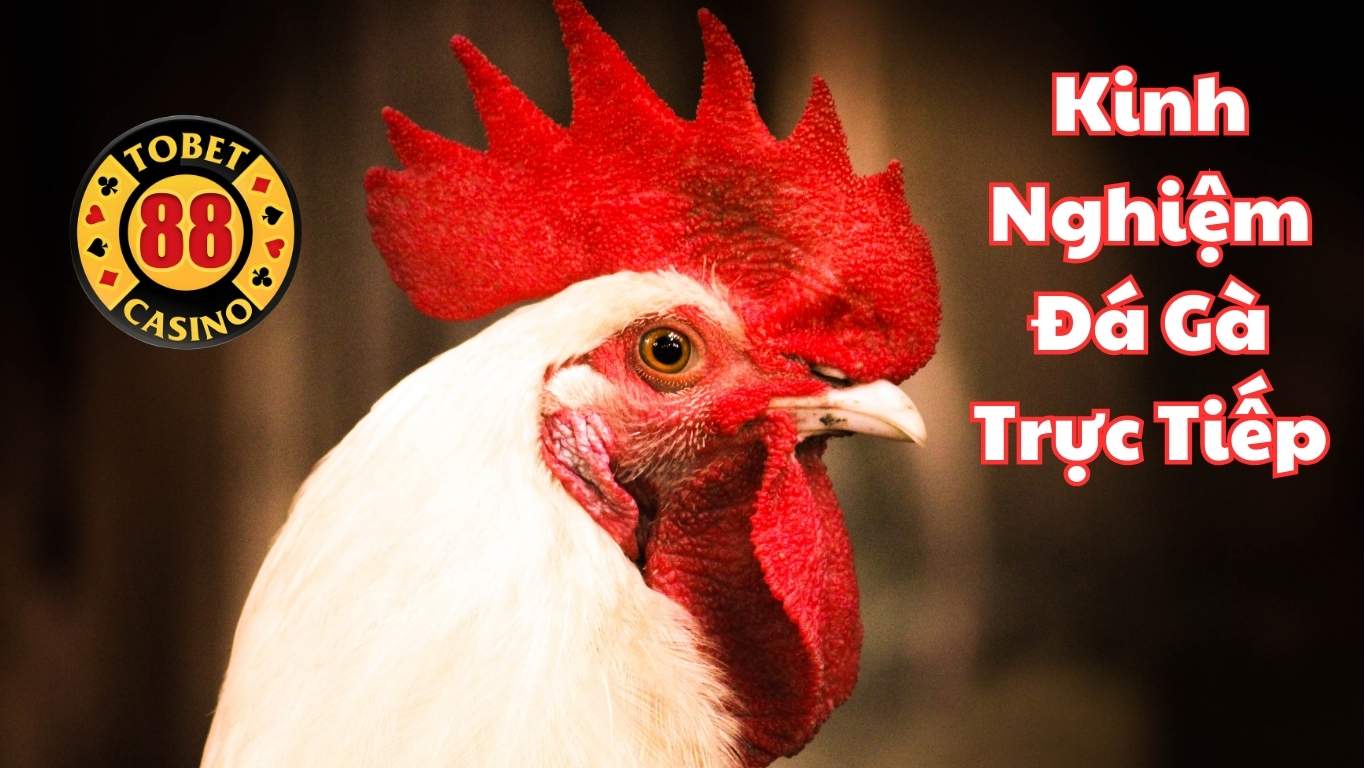Tobet88 - Đá Gà Trực Tiếp Thomo Trải Nghiệm Đầy Hấp Dẫn #1 Tobet88 - Đá Gà Trực Tiếp Thomo Trải Nghiệm Đầy Hấp Dẫn #1