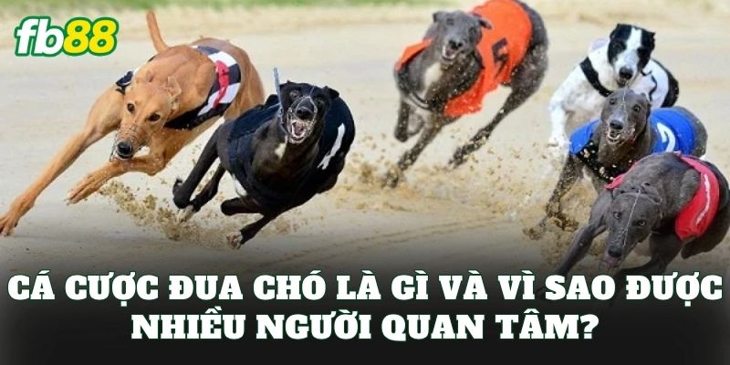 Cá Cược Đua Chó: Cách Chơi Hiệu Quả Cho Bet Thủ FB88 Cá Cược Đua Chó: Cách Chơi Hiệu Quả Cho Bet Thủ FB88