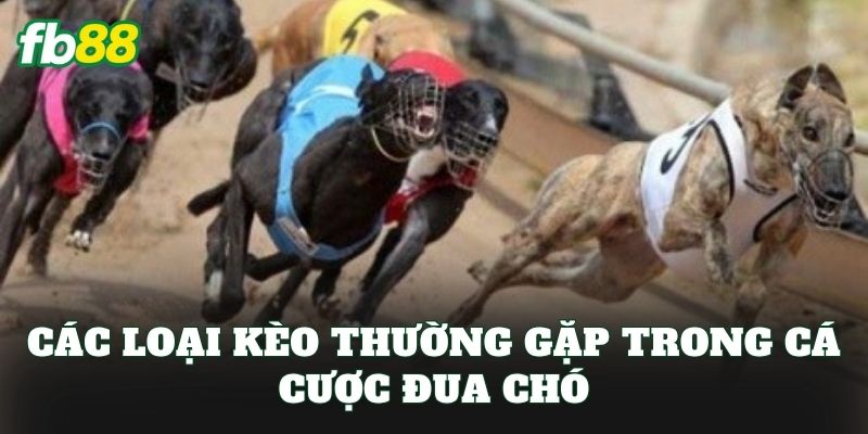 Cá Cược Đua Chó: Cách Chơi Hiệu Quả Cho Bet Thủ FB88 Cá Cược Đua Chó: Cách Chơi Hiệu Quả Cho Bet Thủ FB88